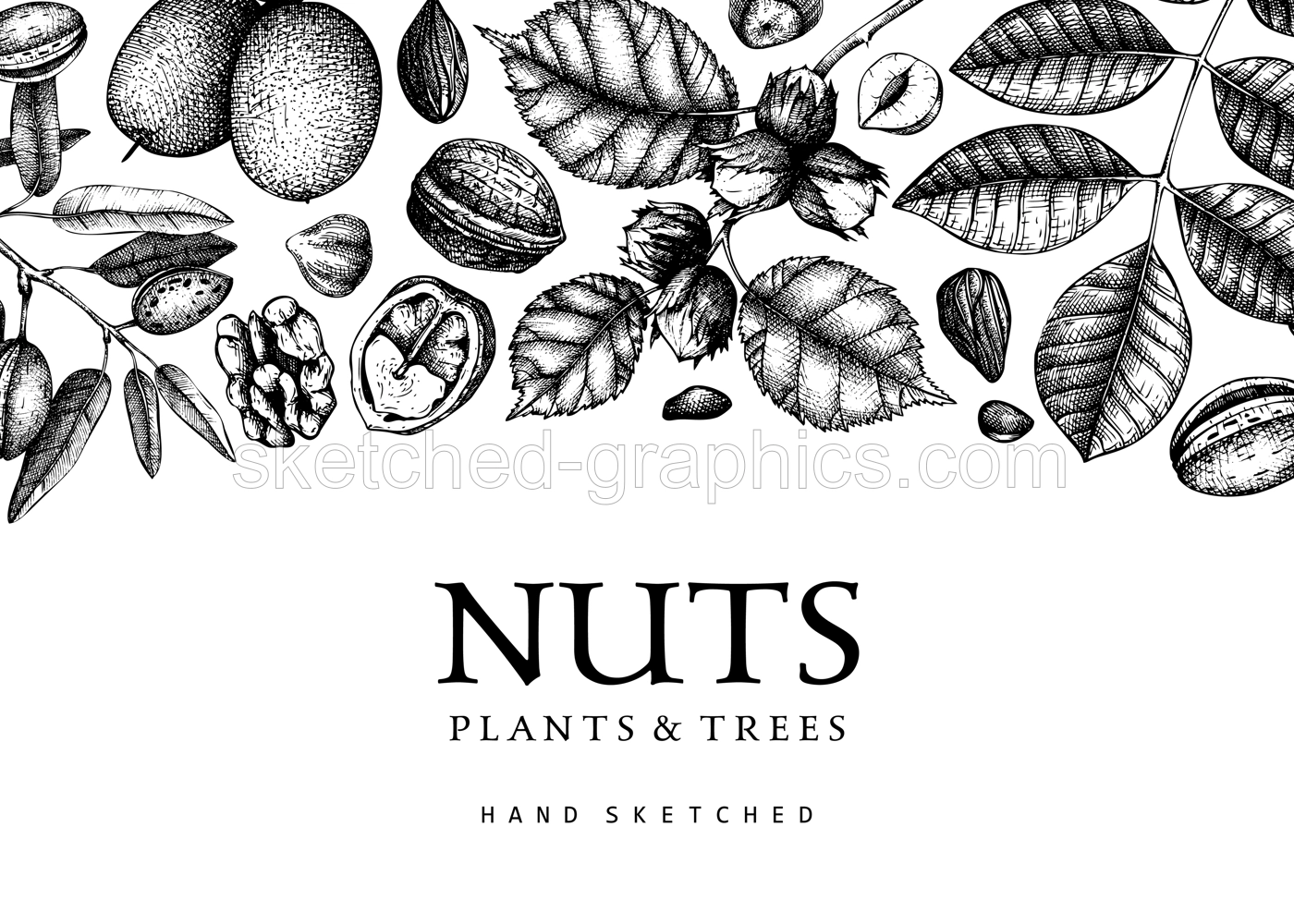 Vector background in vintage style. Vintage nuts sketched banner. Healthy food backdrop with branches, plants, nutshells hand-drawings. Realistic botanical illustrations for packaging design Illustration
